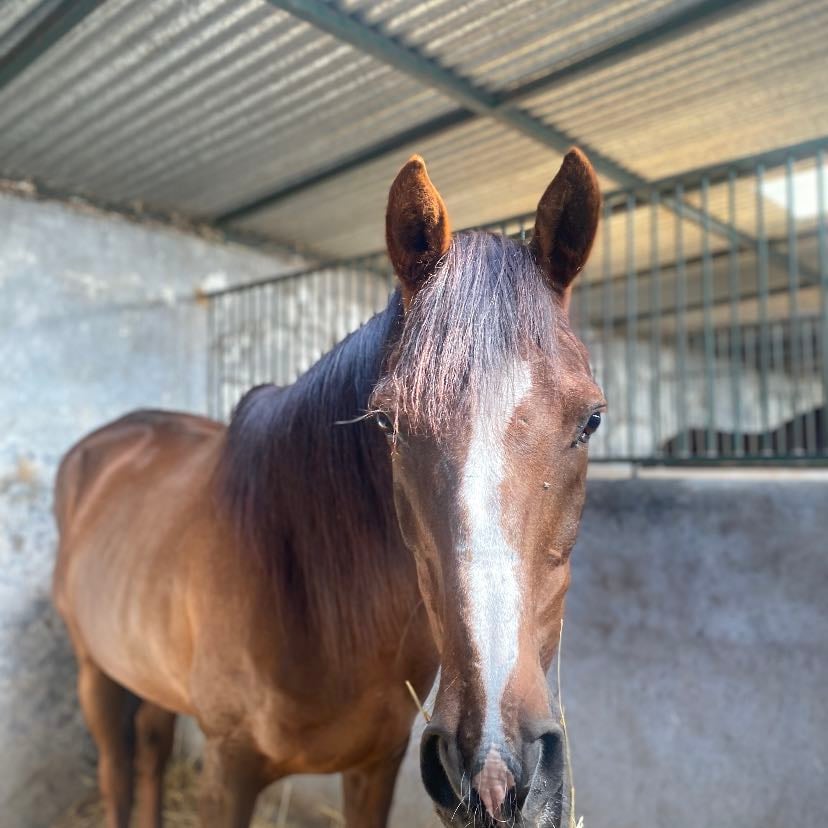 Polvorilla - Un caballo mejete y bagete bueno para tu primera vez