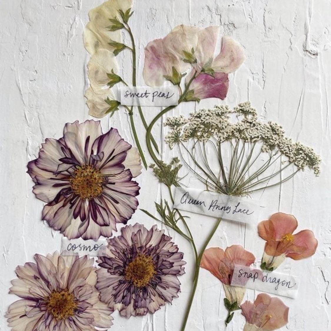 Flores secas
