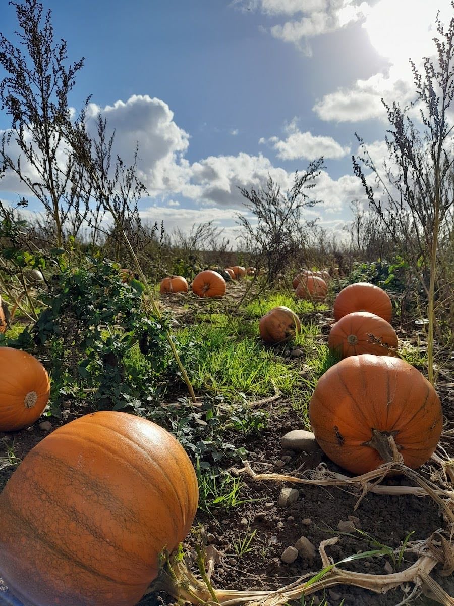 Clearwell Farm - Sunflower Patch, Maize Maze, PYO Pumpkin Patch and Christmas Tree experience