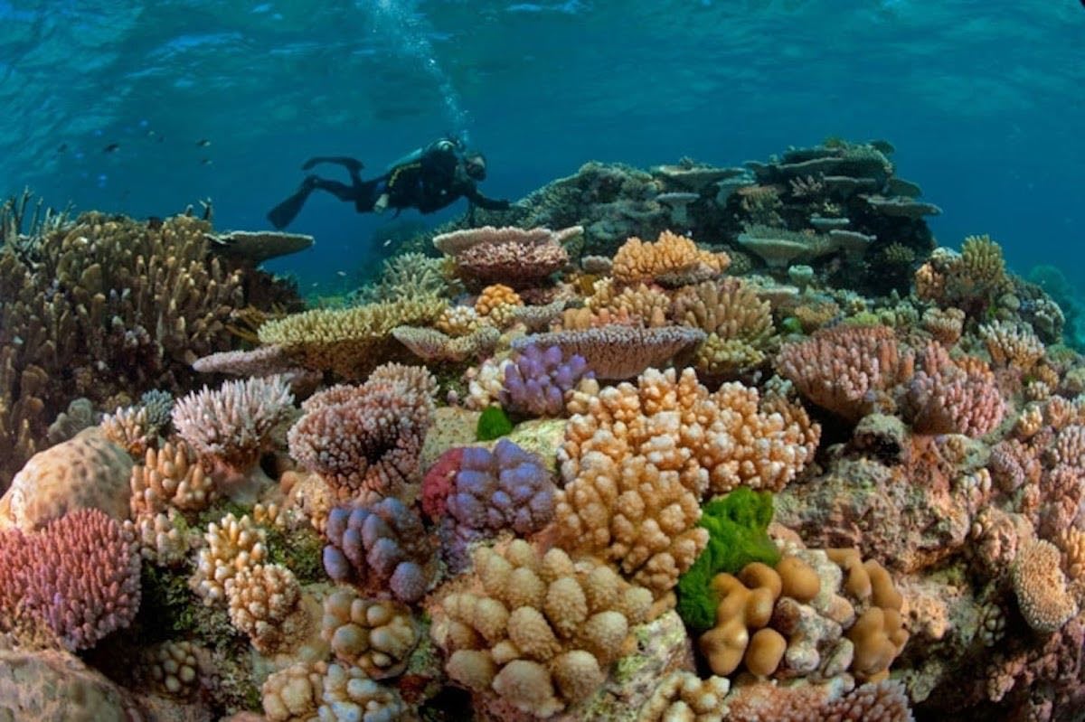 Great Barrier Reef - Bucear o snorkel