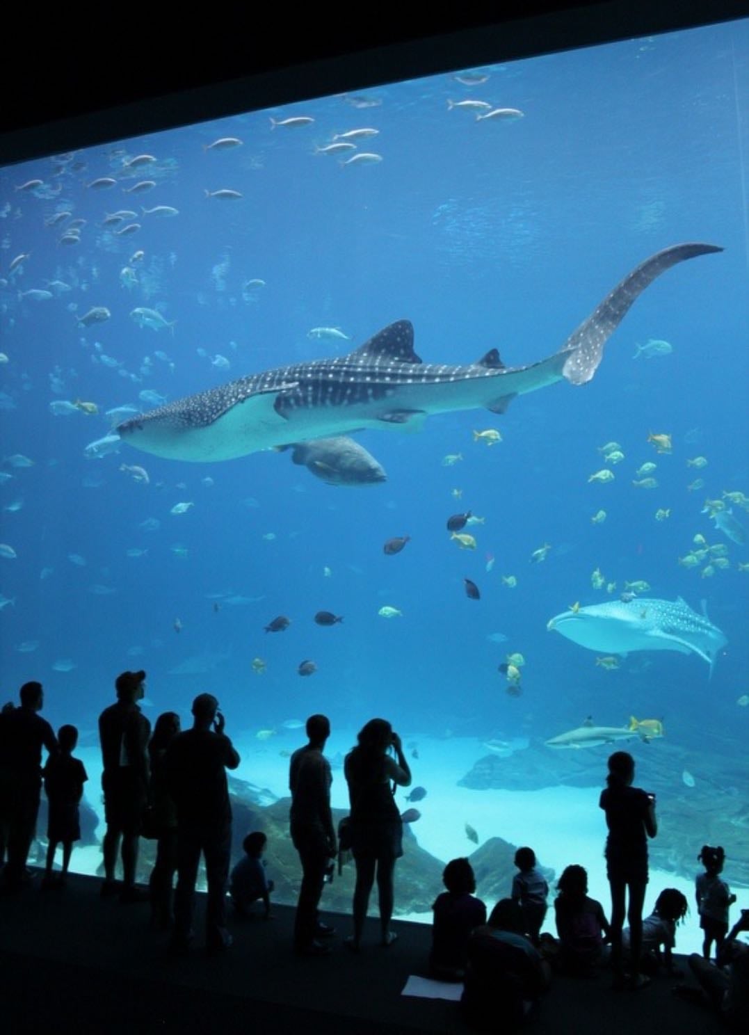 Georgia Aquarium