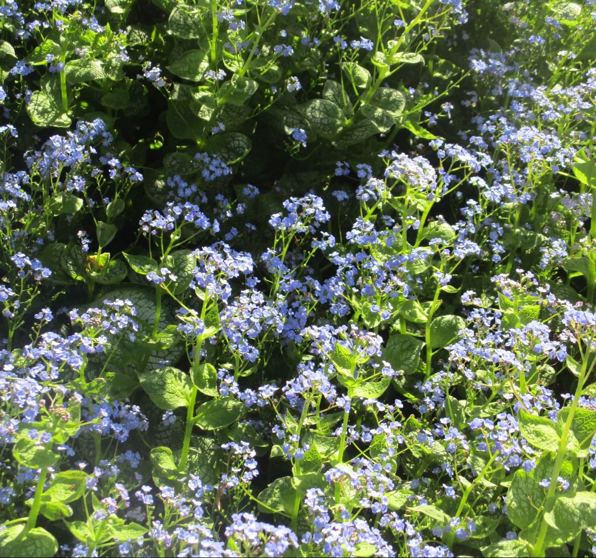 flowers for the garden