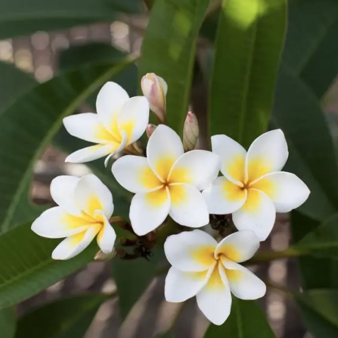 flor de mayo - plumeria rubra