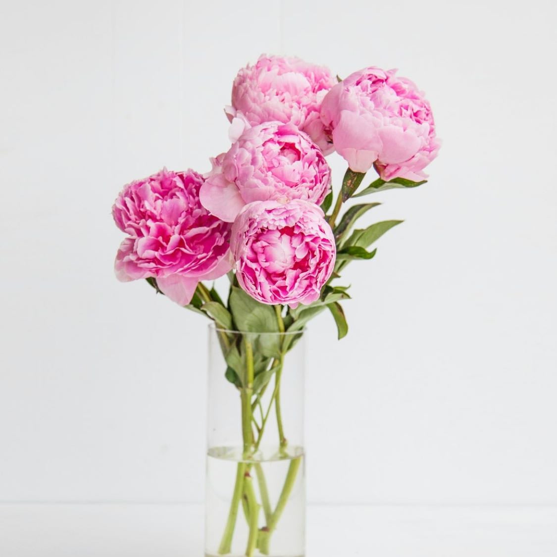 peonia - peonia