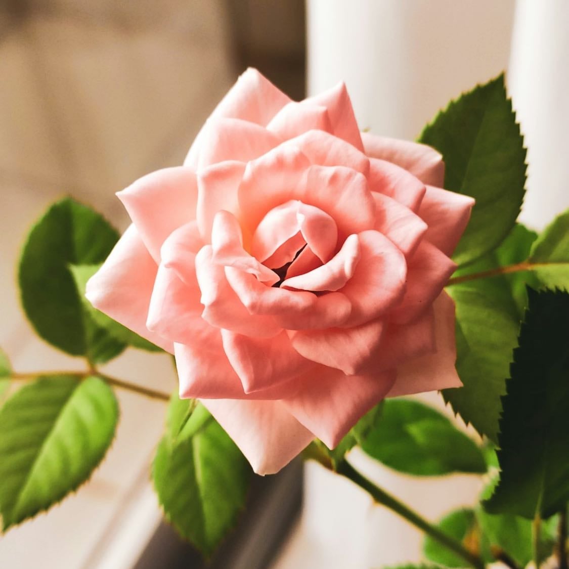 rosa - rosa
