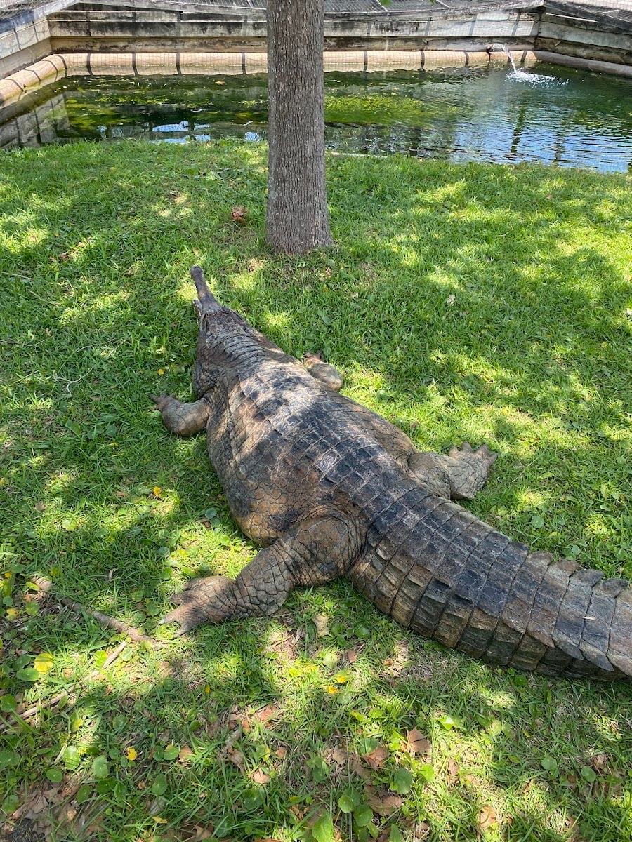 Alligator Adventure