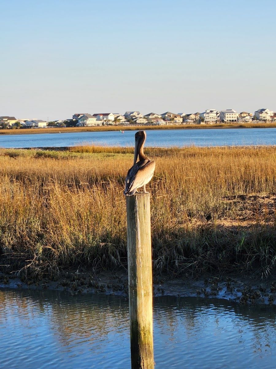 Marsh Walk