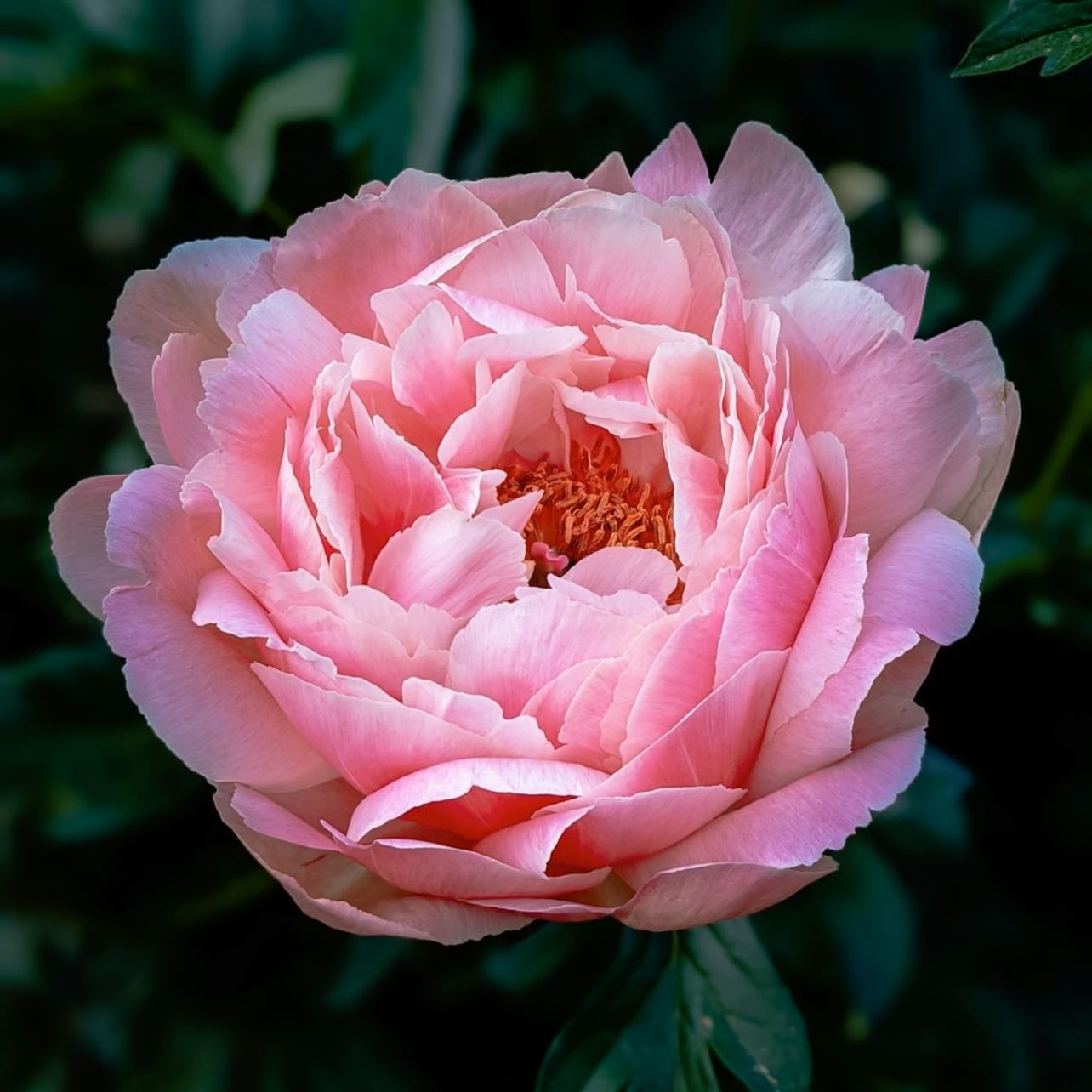 Peony