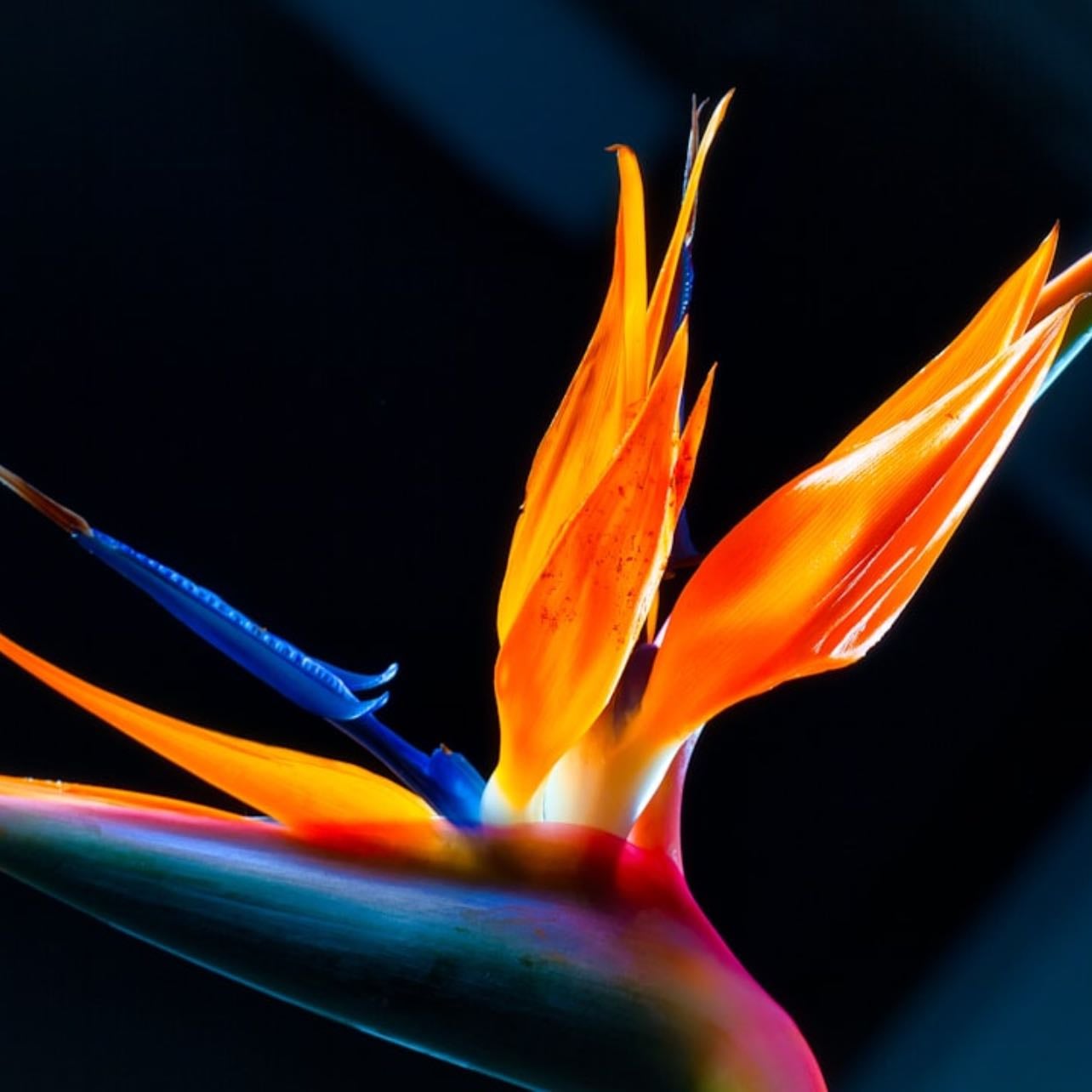 Bird of Paradise