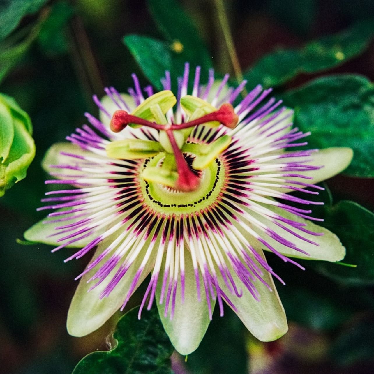 Passion Flower