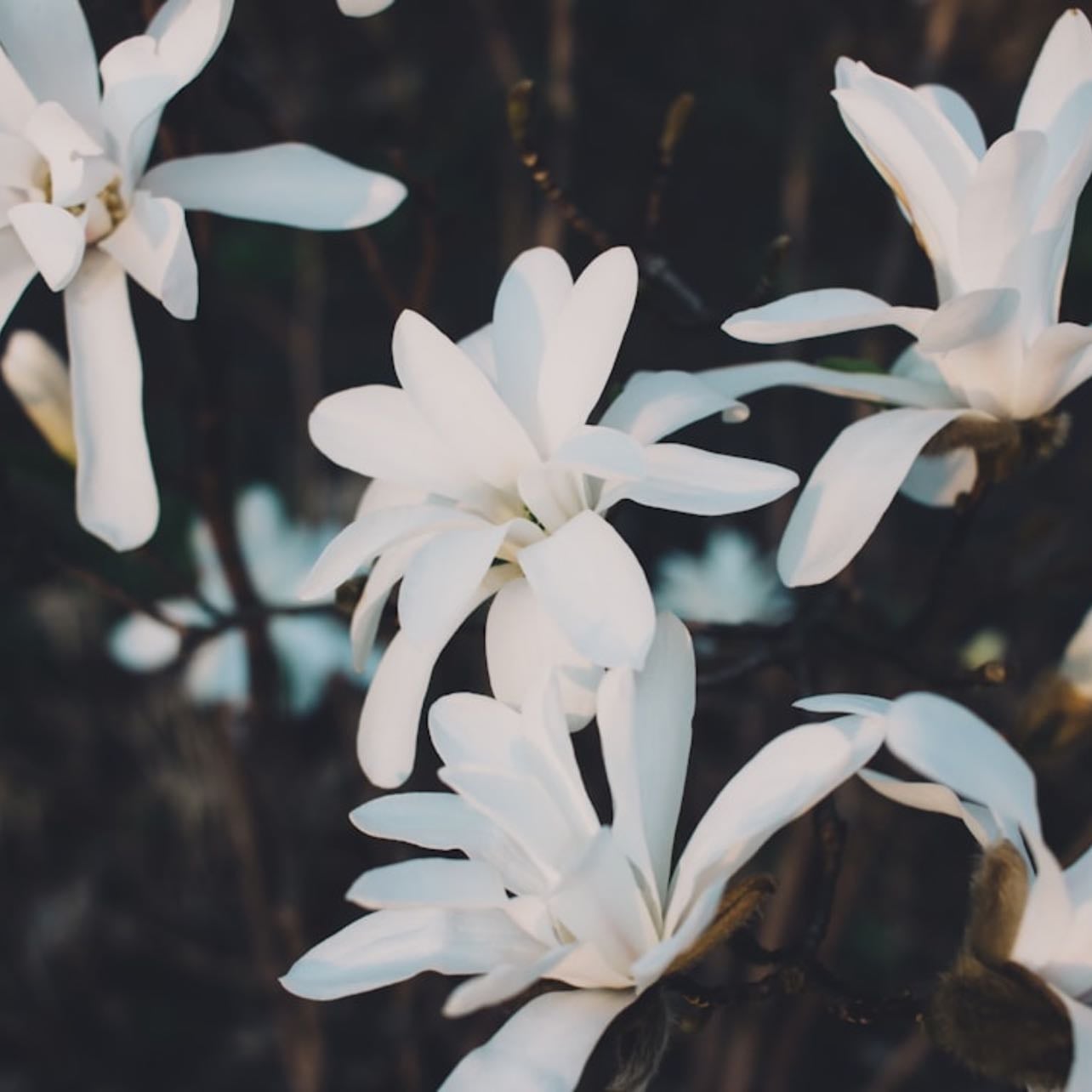 Jasmine