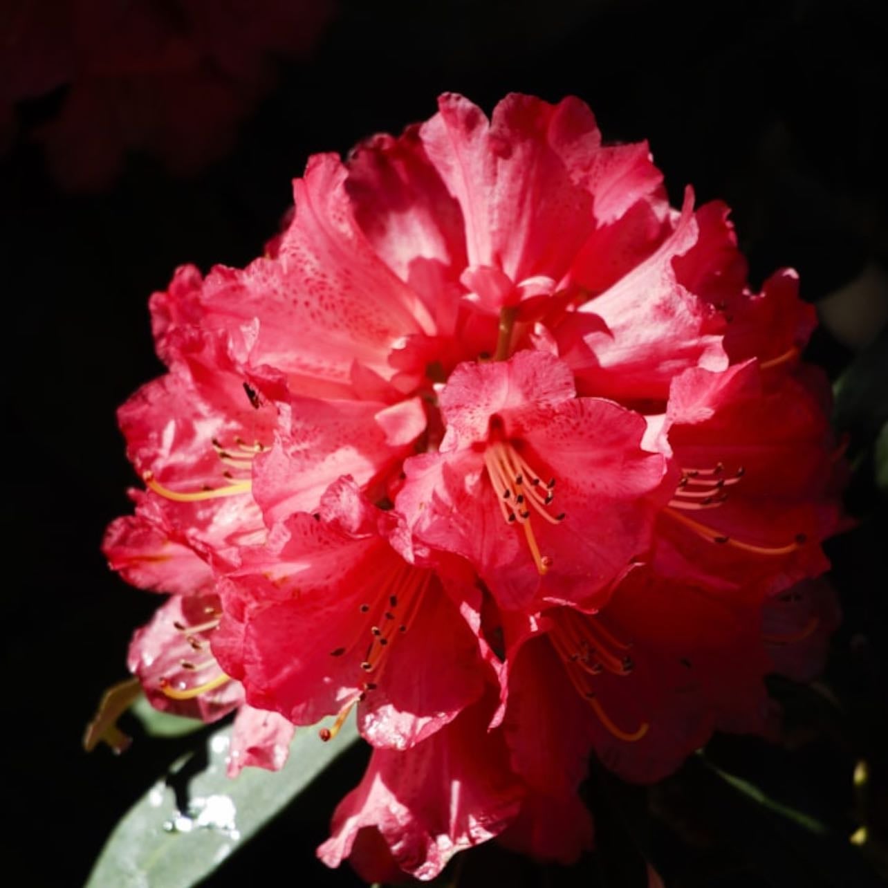 Azalea