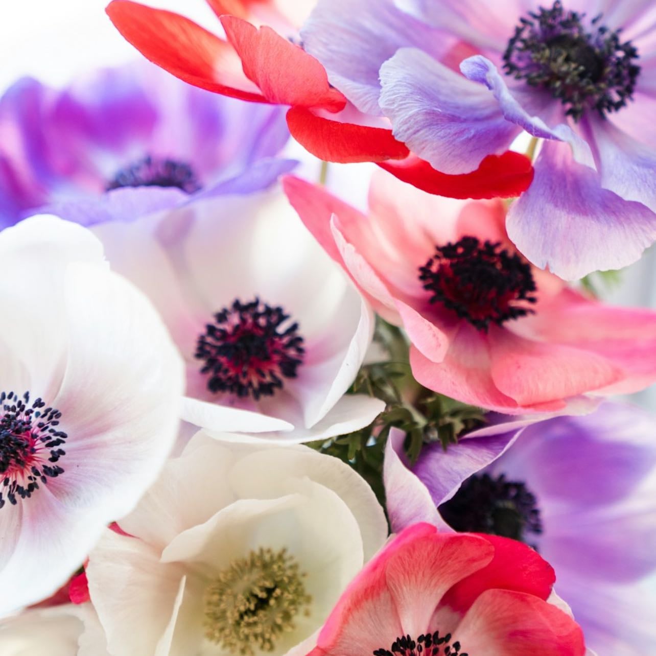 Anemone