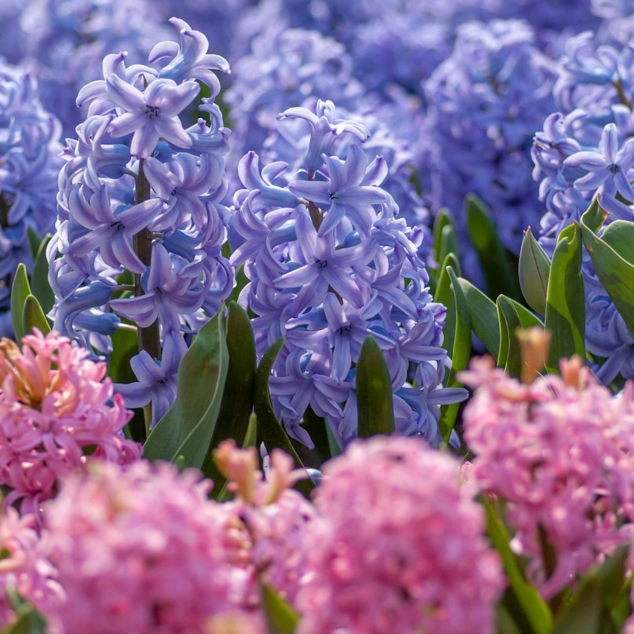 Hyacinth