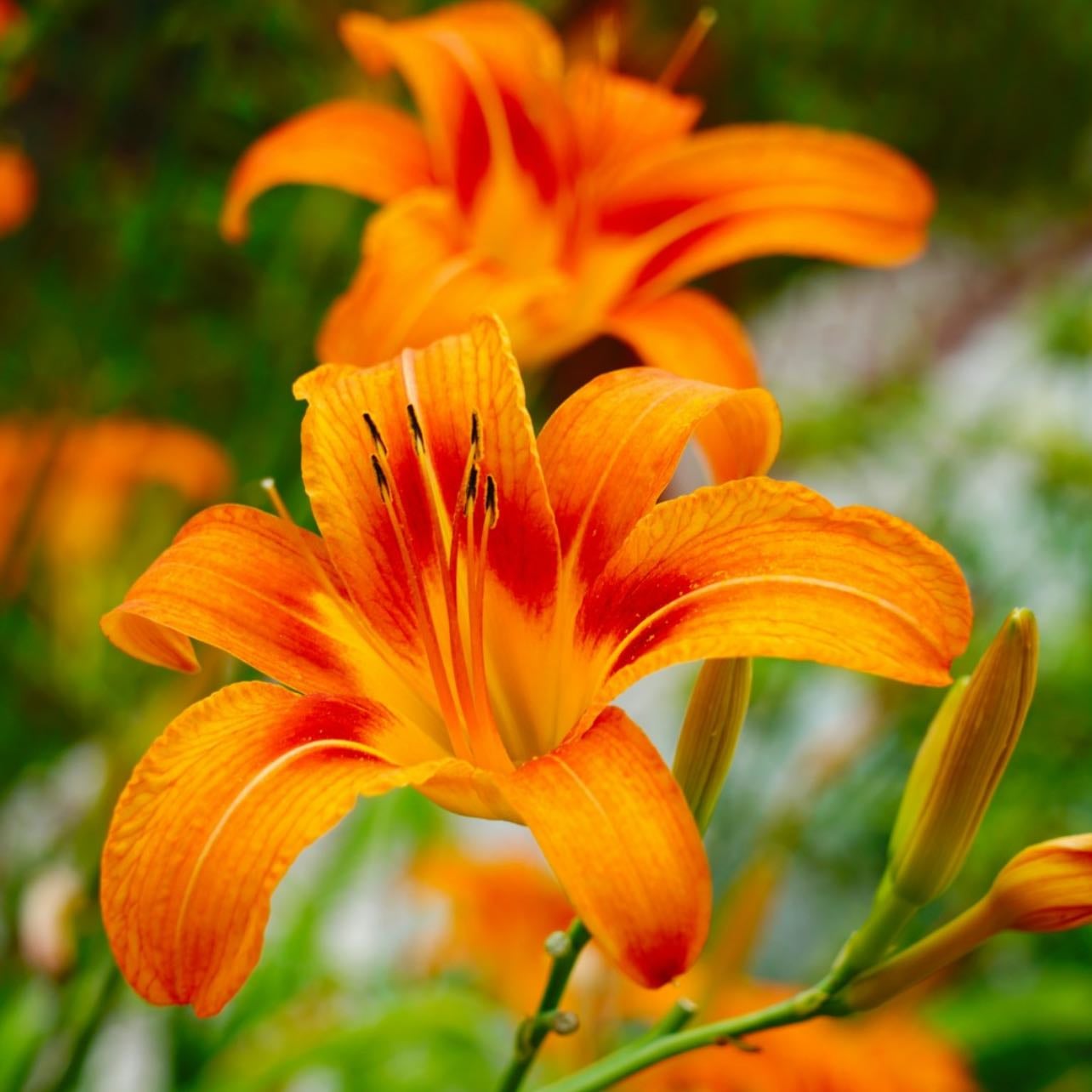 Lily