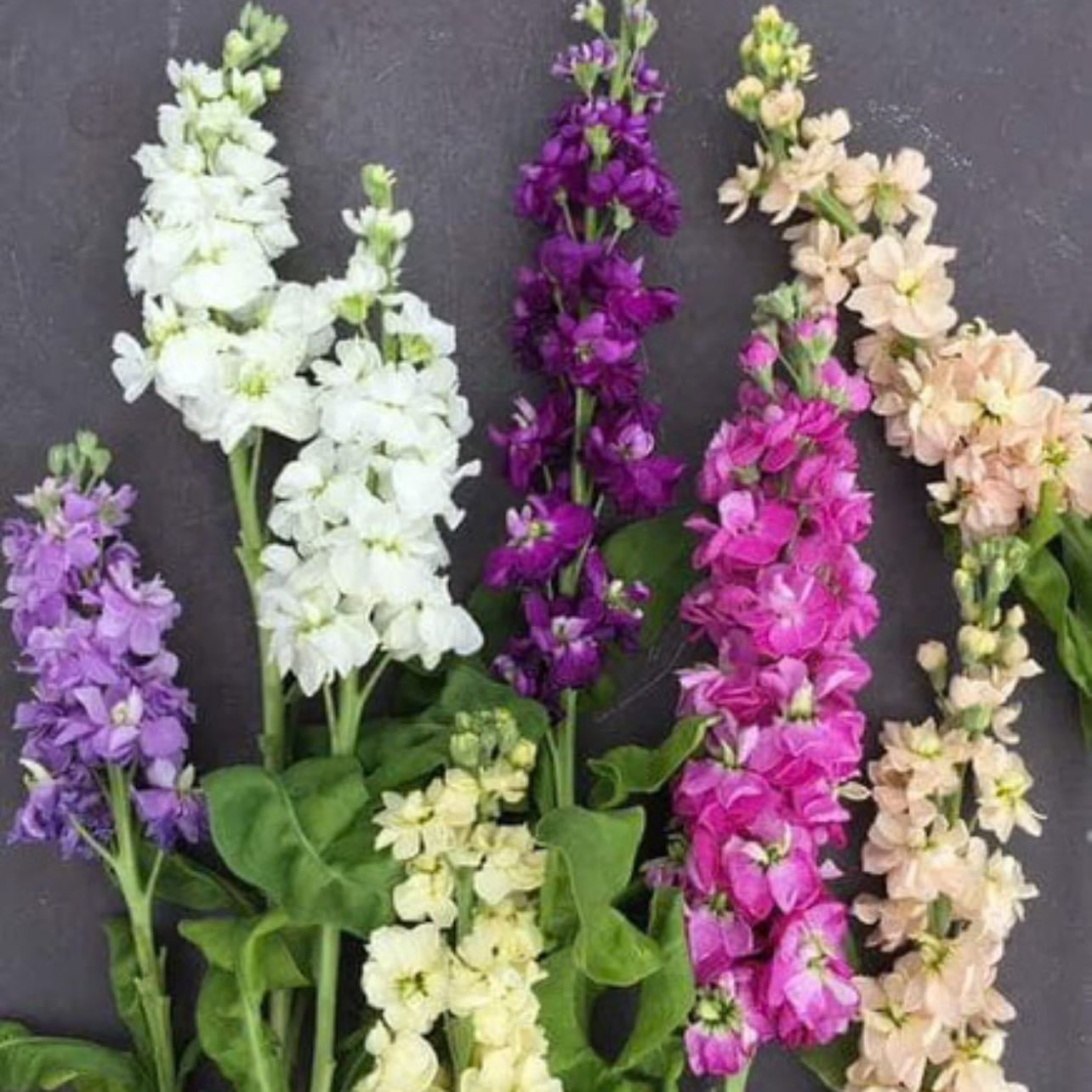 Matthiola