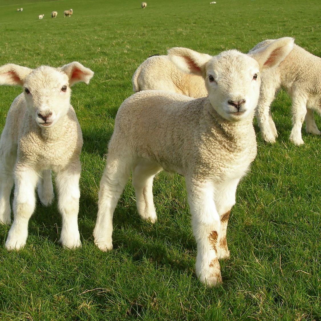Lambs - And baby animals in general