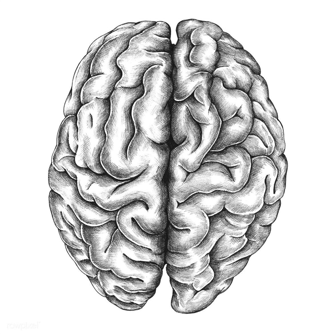Neuroplastizität