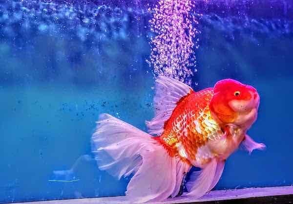 Goldfish Market