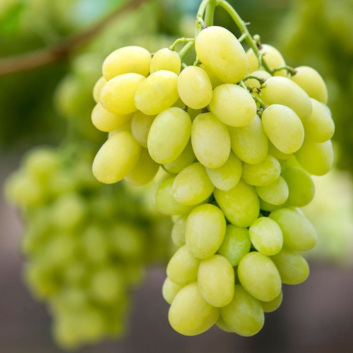 Uvas - Verdes