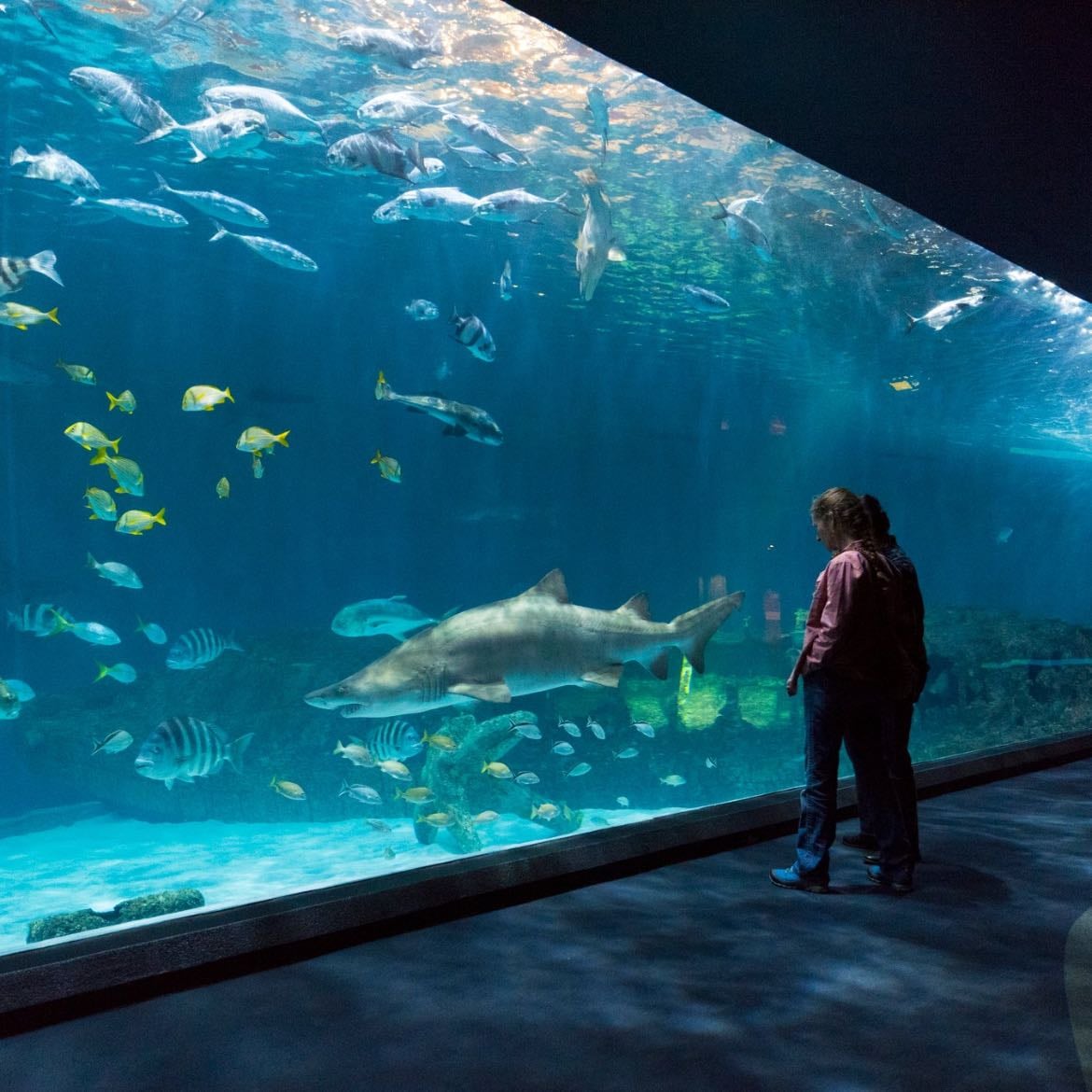 Acuario