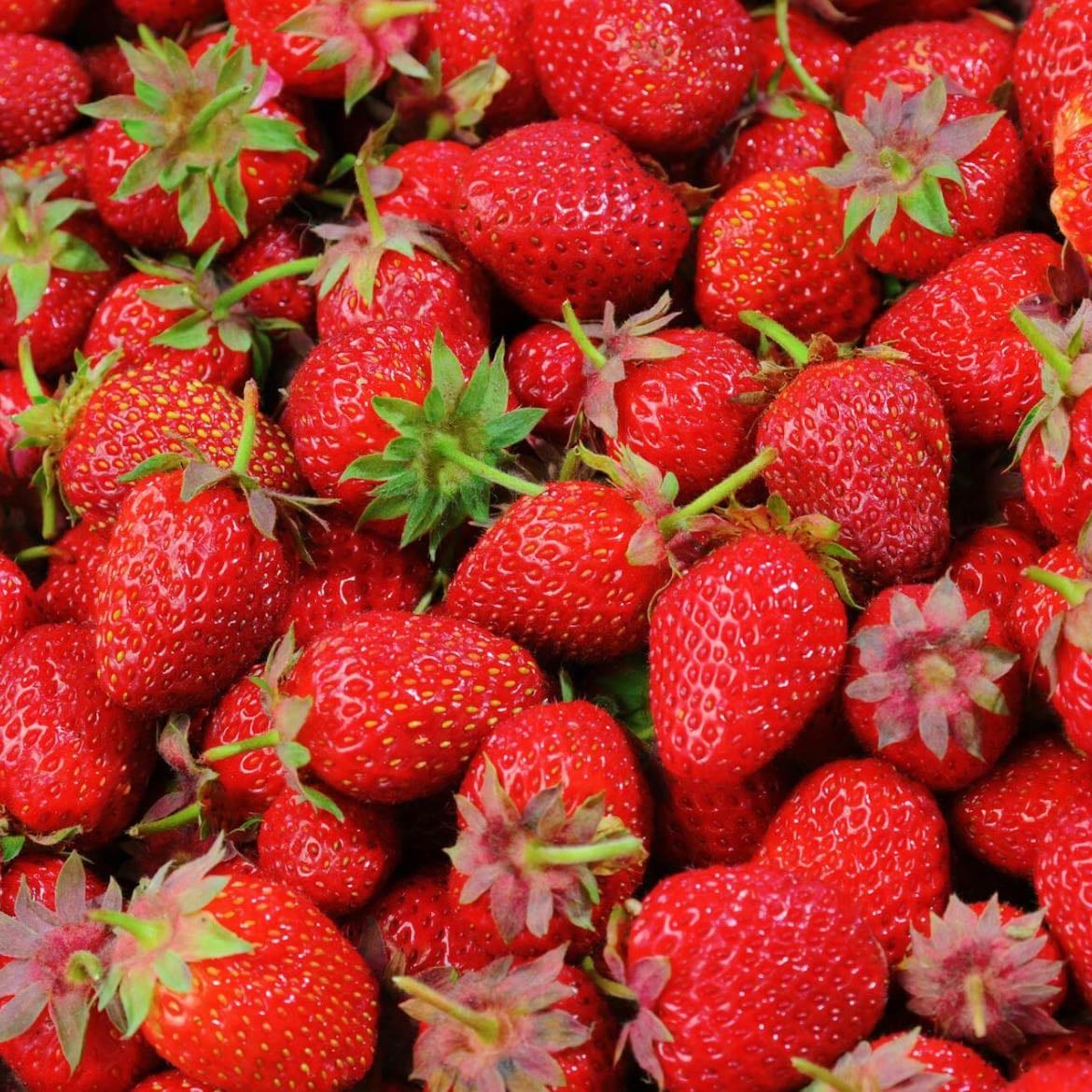 Frutilla - Verano