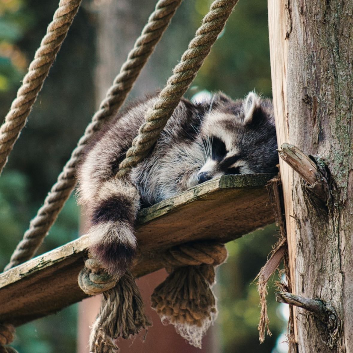Pairi Daiza