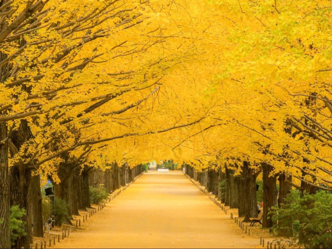 昭和記念公園 - 🍁