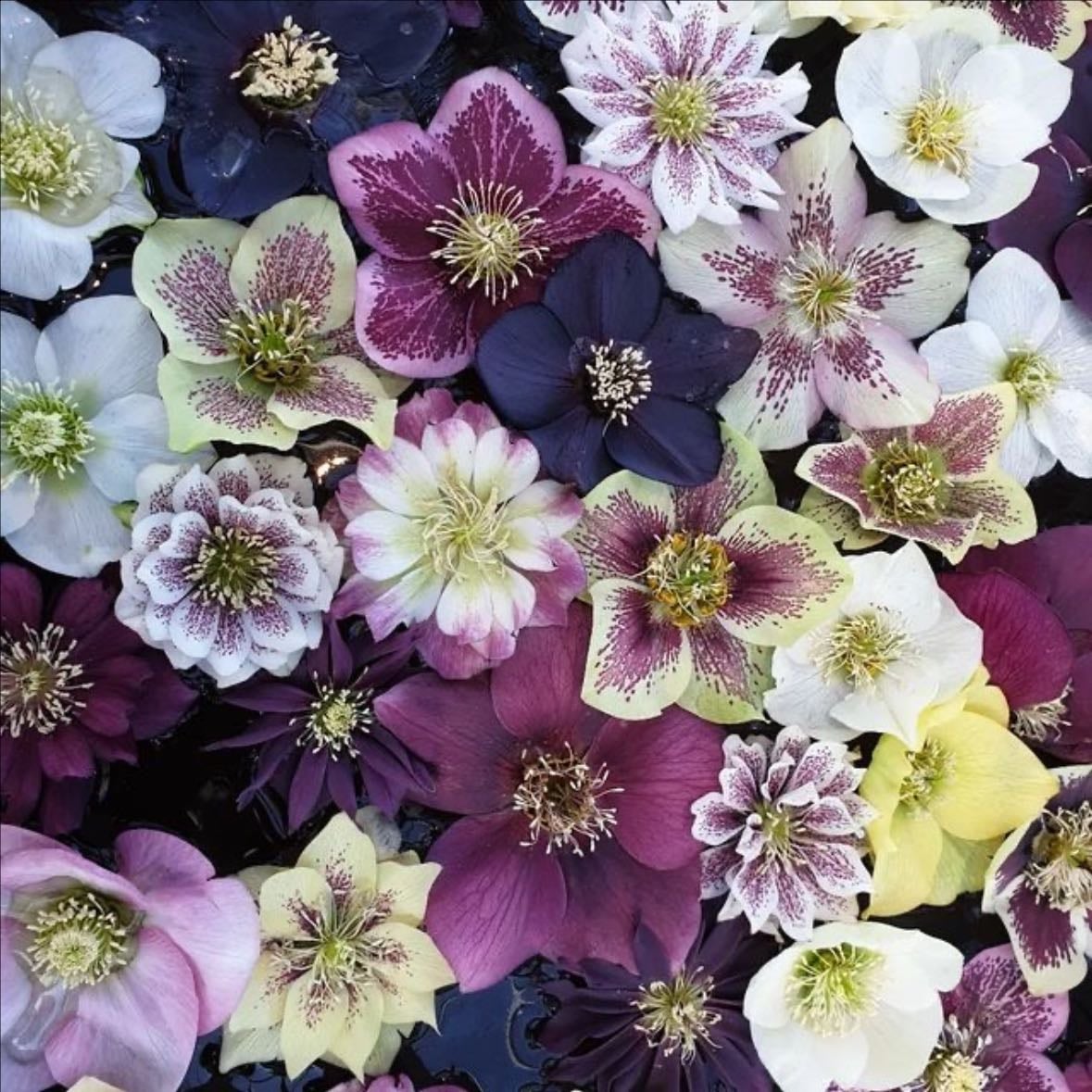hellebore