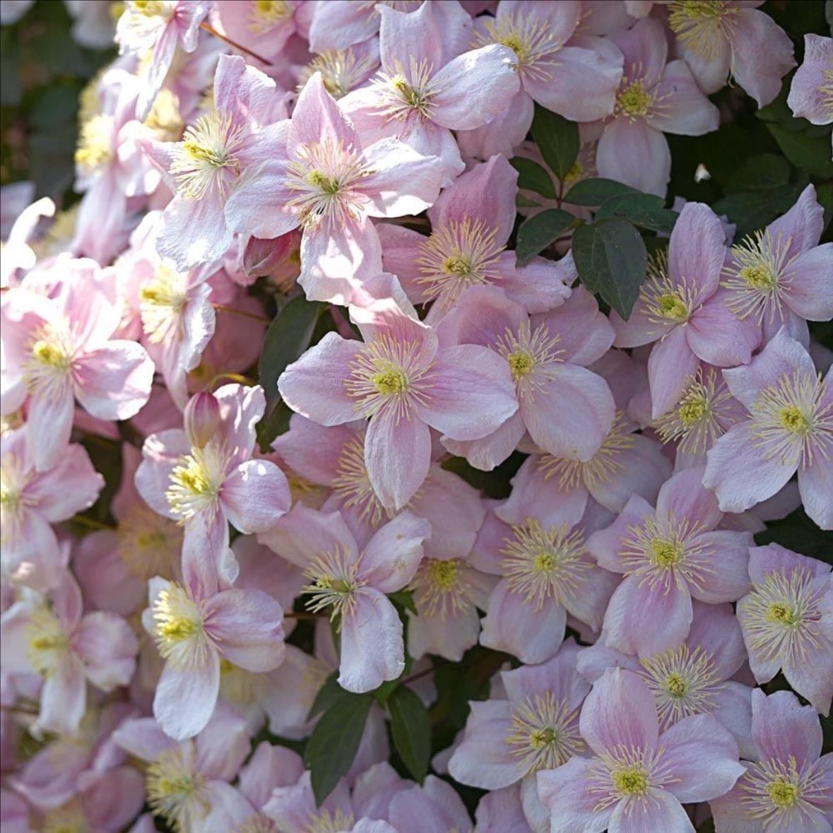 clematis