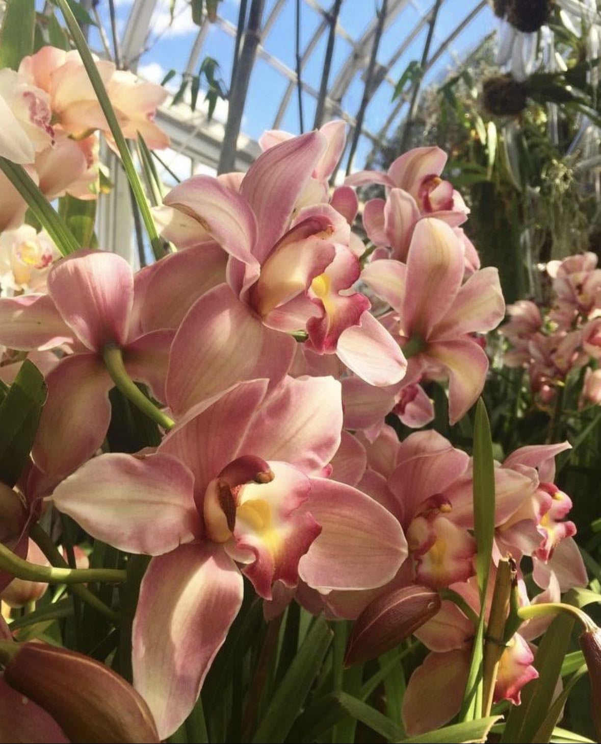 orchids