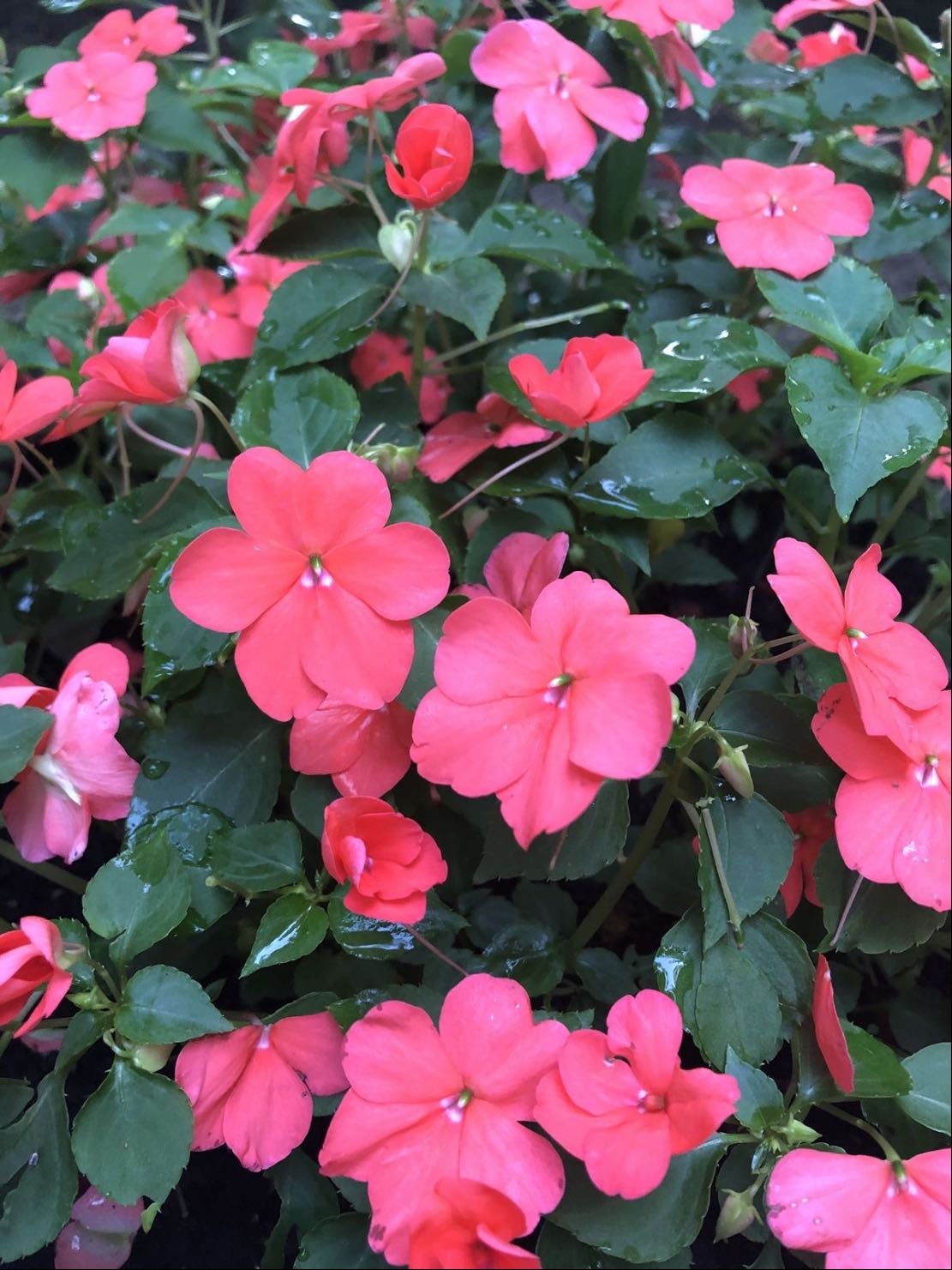 impatiens
