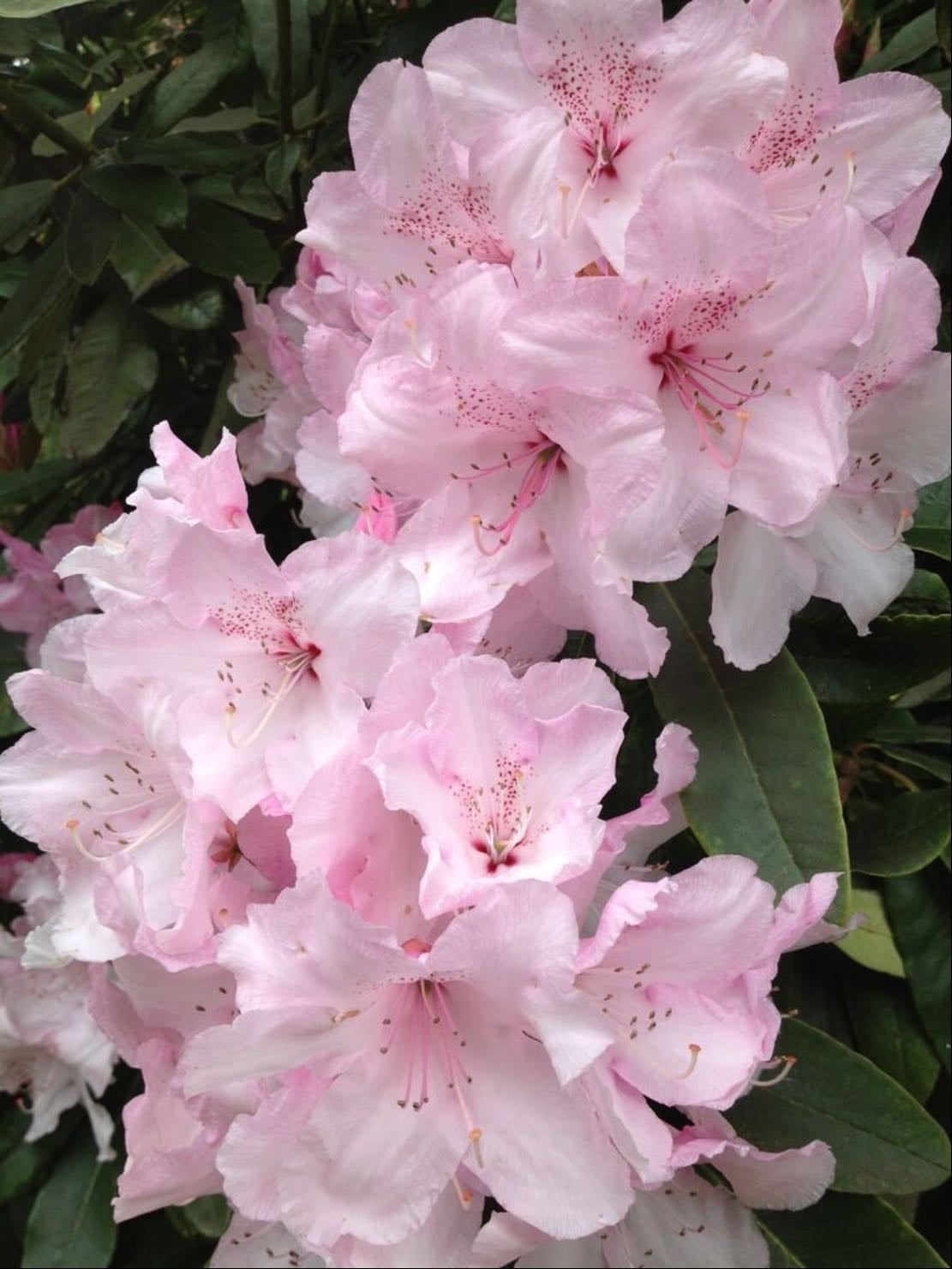 rhododendrons