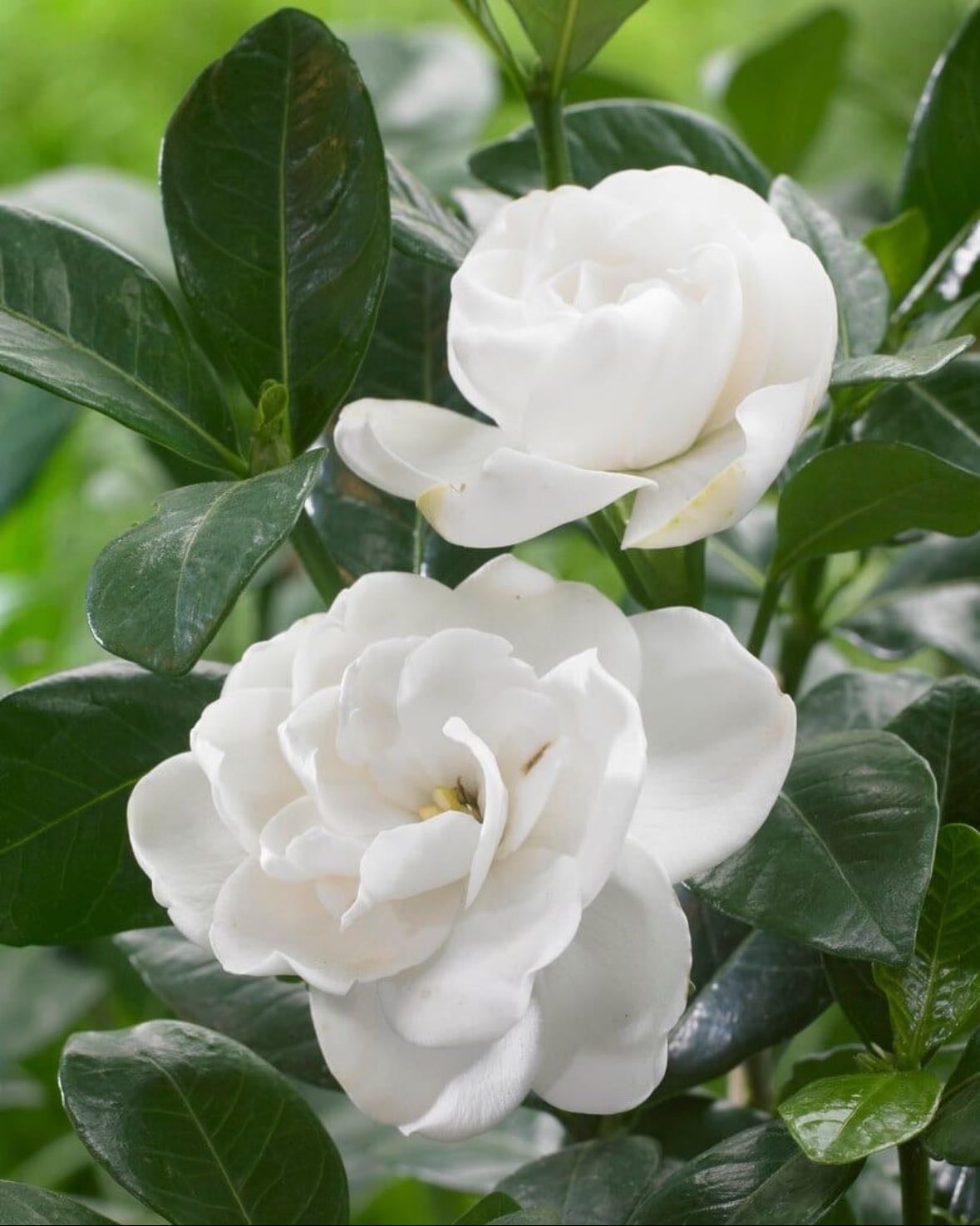 gardenia