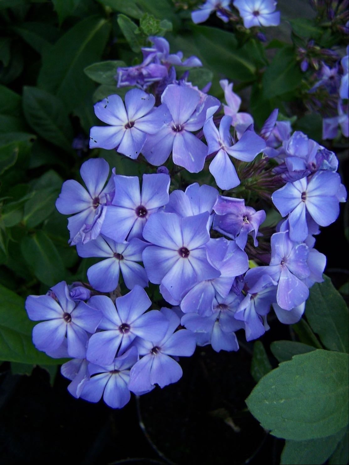 phlox