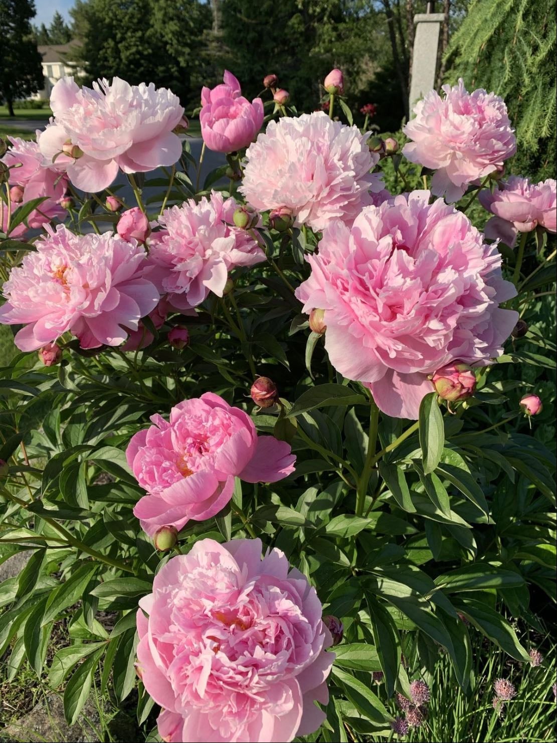 peonies