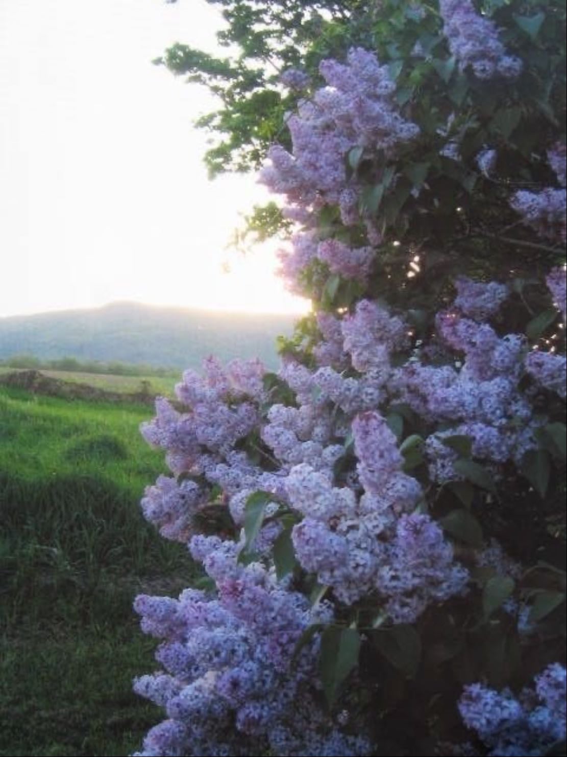 lilacs
