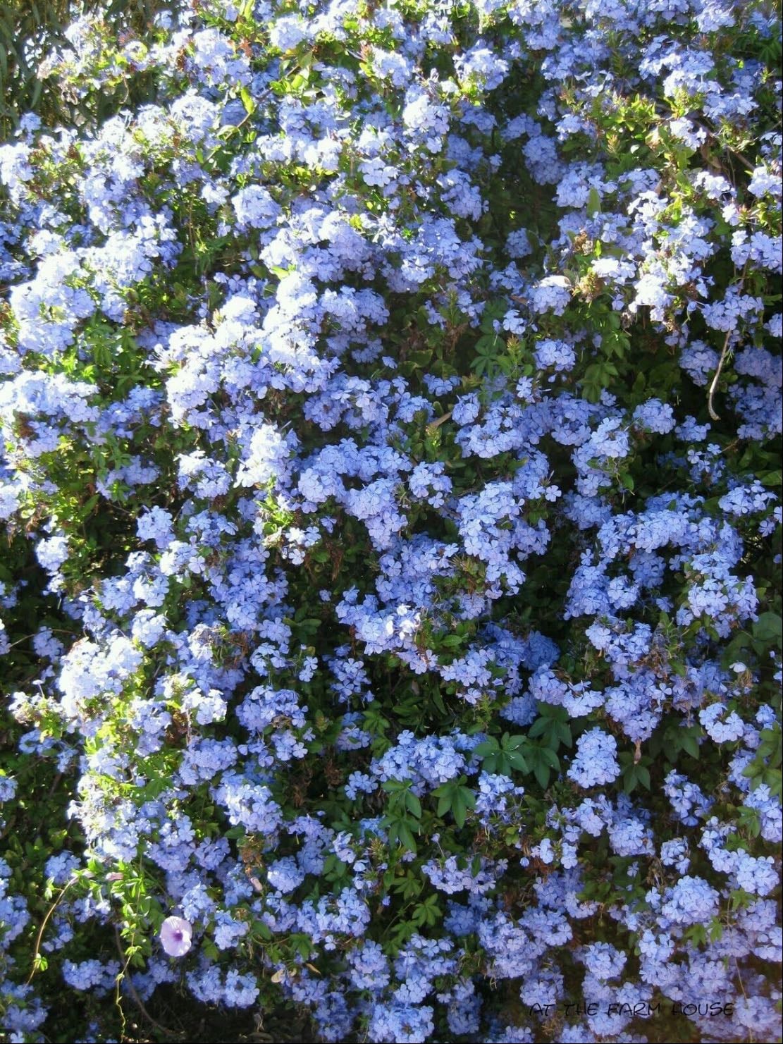 plumbago