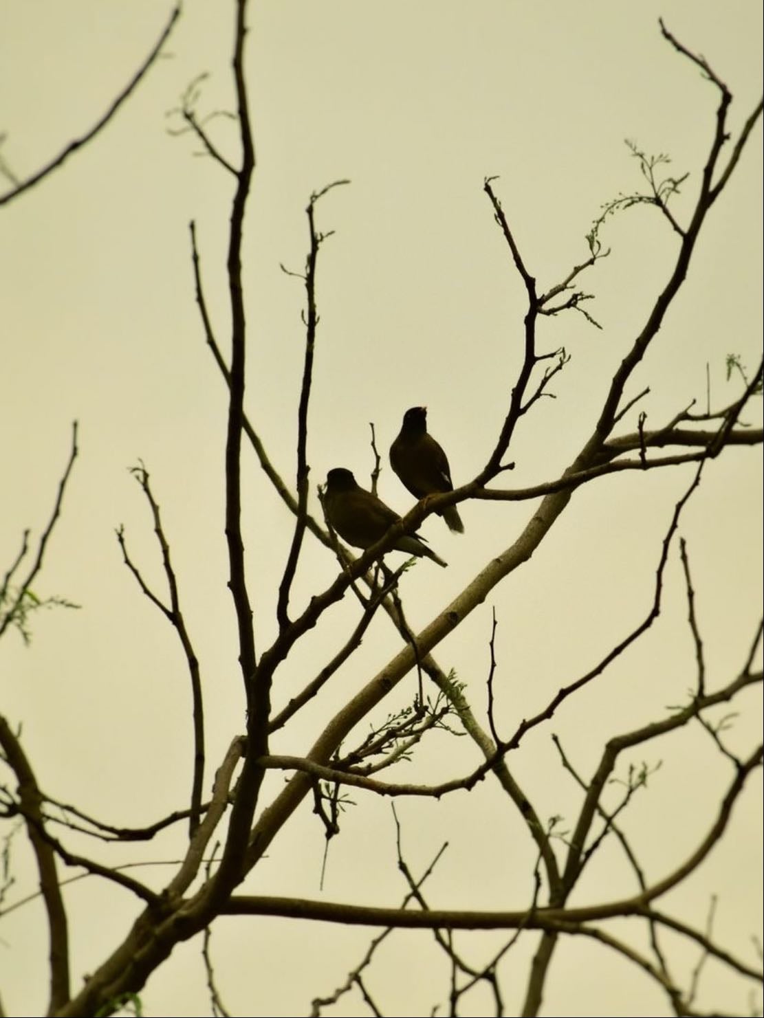 the sound of birds chirping ~