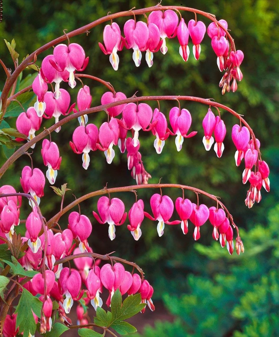 bleeding heart