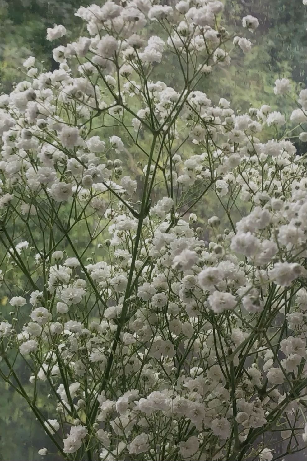 baby’s breath