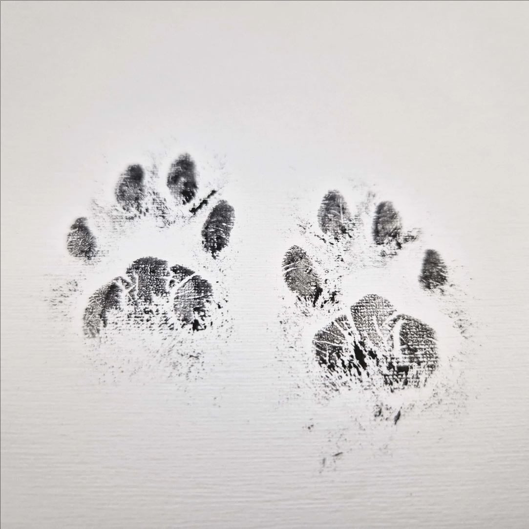 cat paw print art