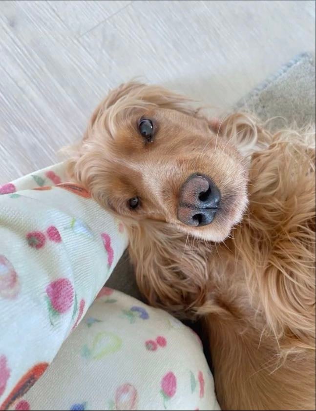 Another dog… - My baby