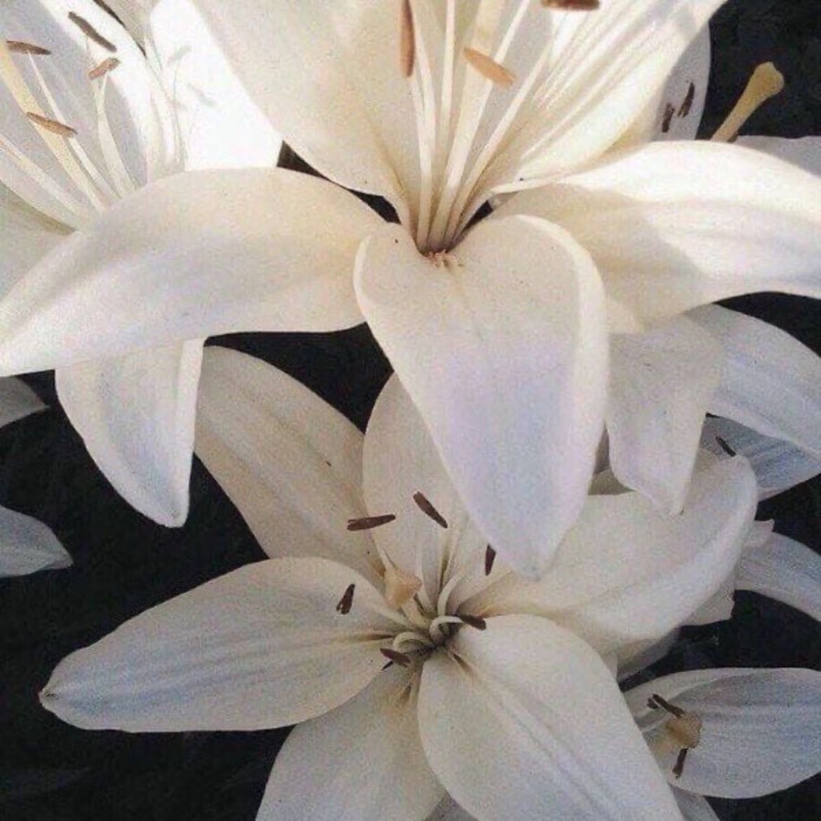 el color blanco