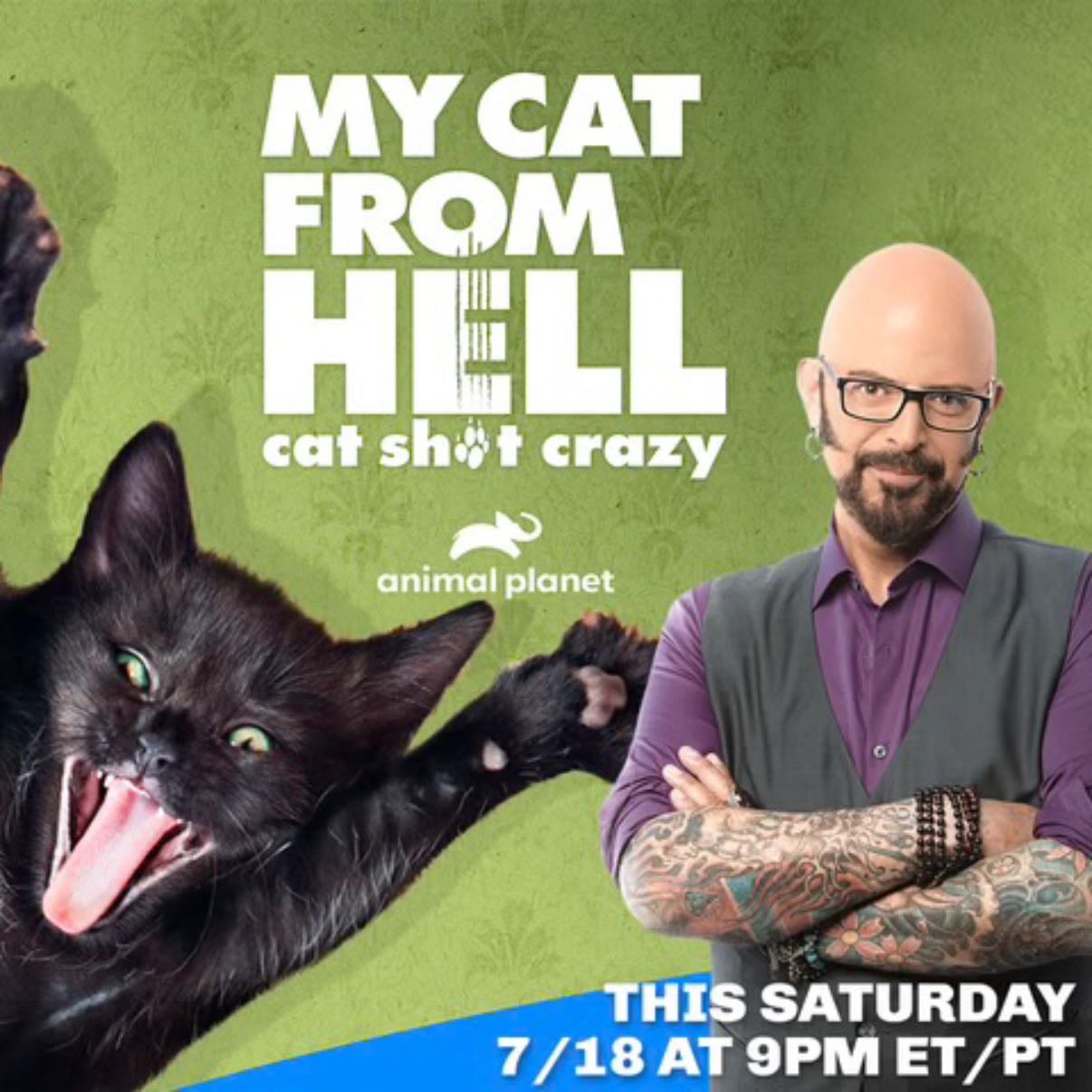 my cat from hell
