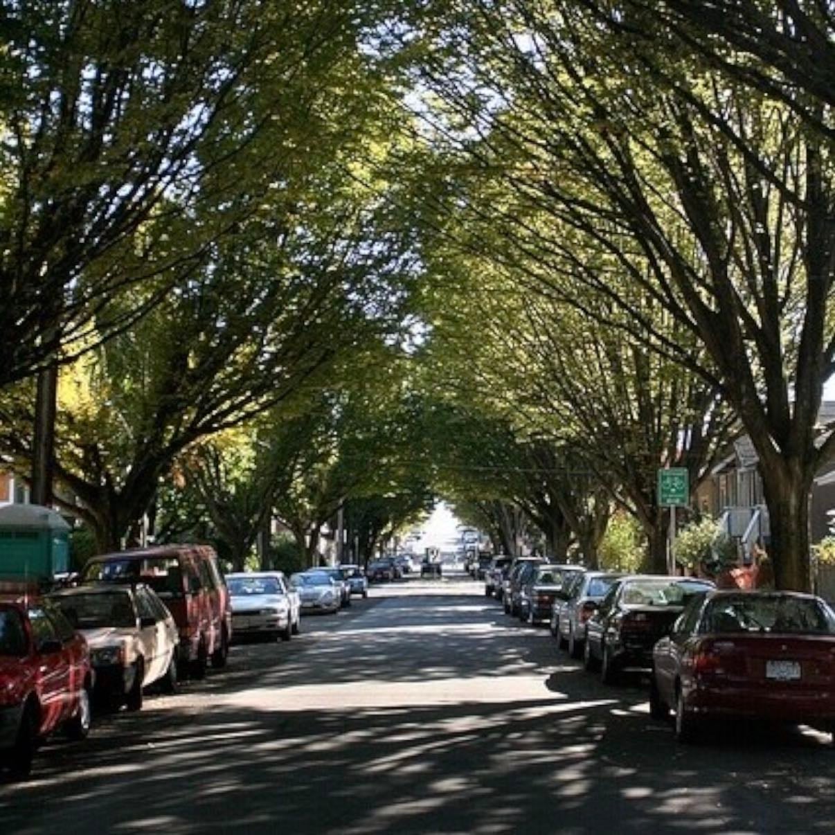 tree lined streets