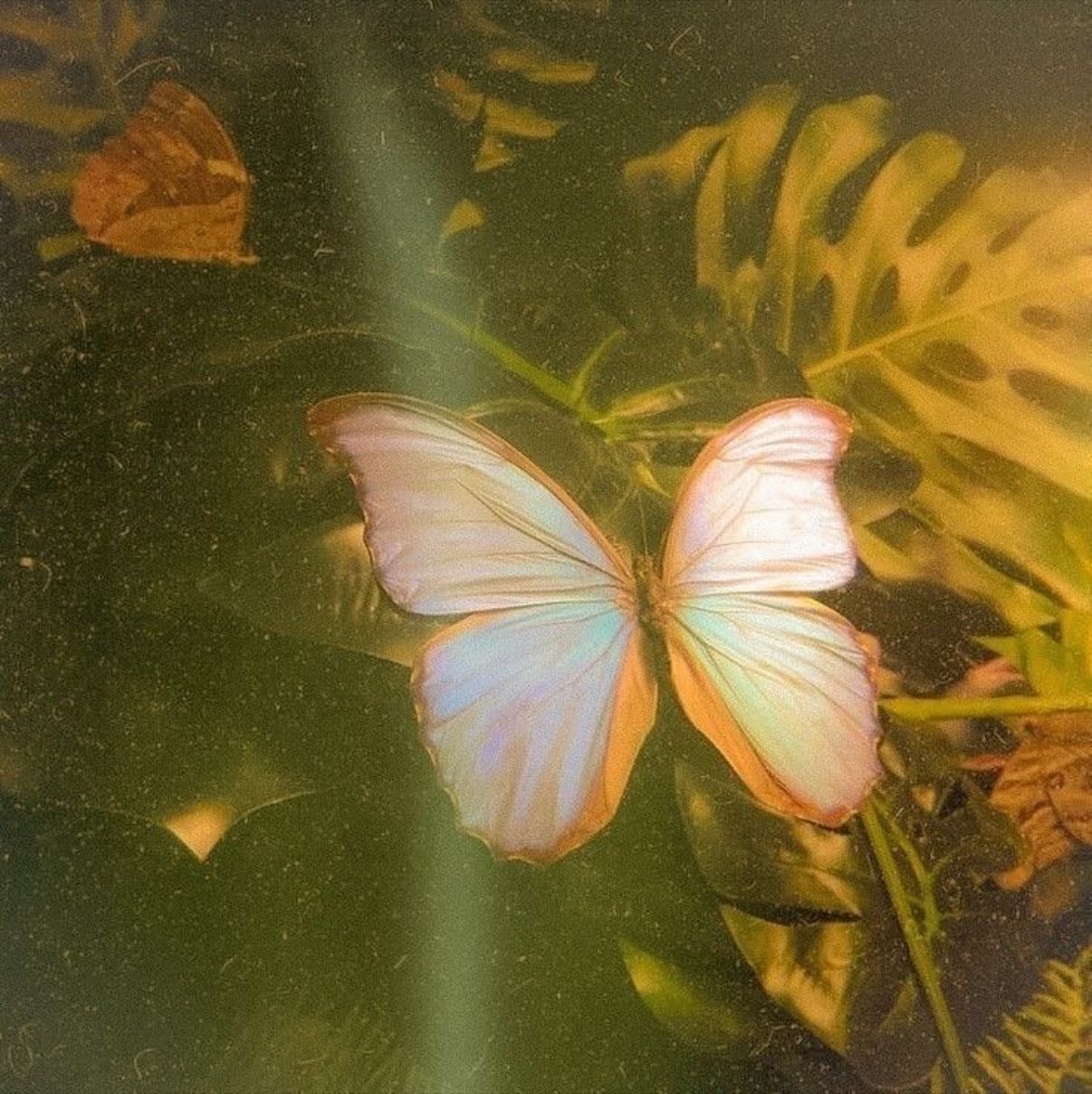 butterfly