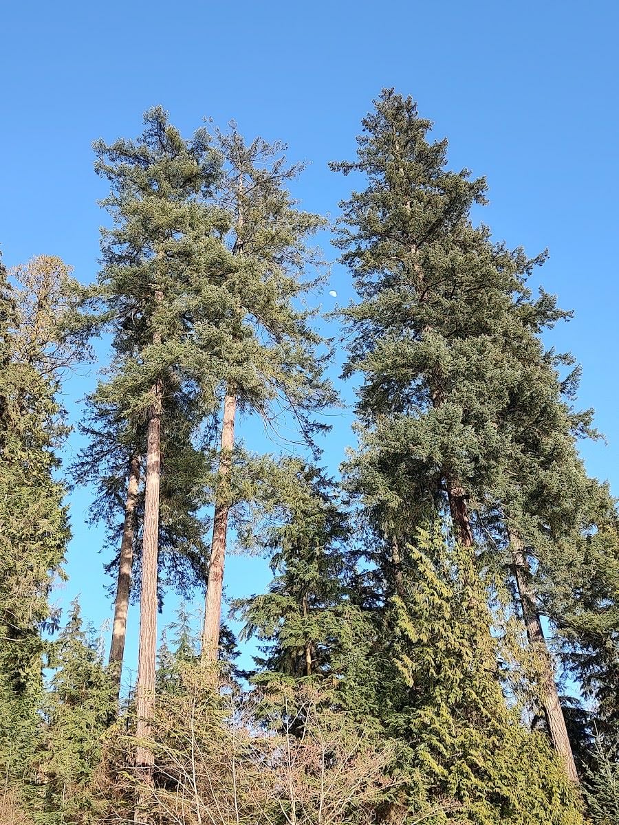White Pine Beach