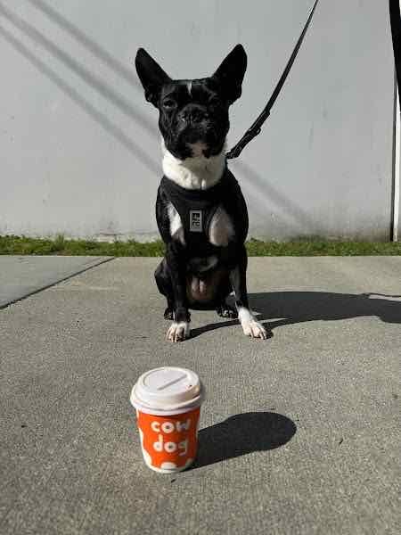 cowdog coffee