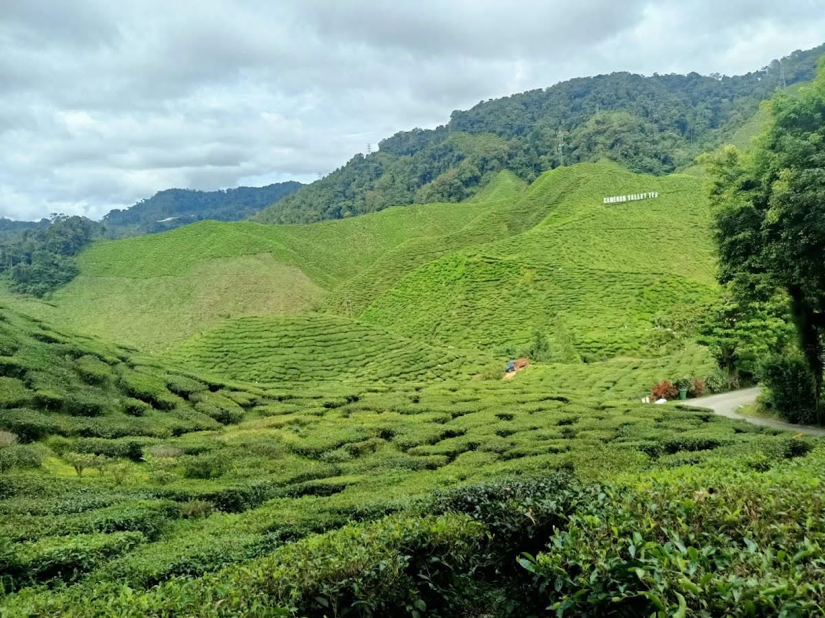 Cameron Highlands - Tea plantations